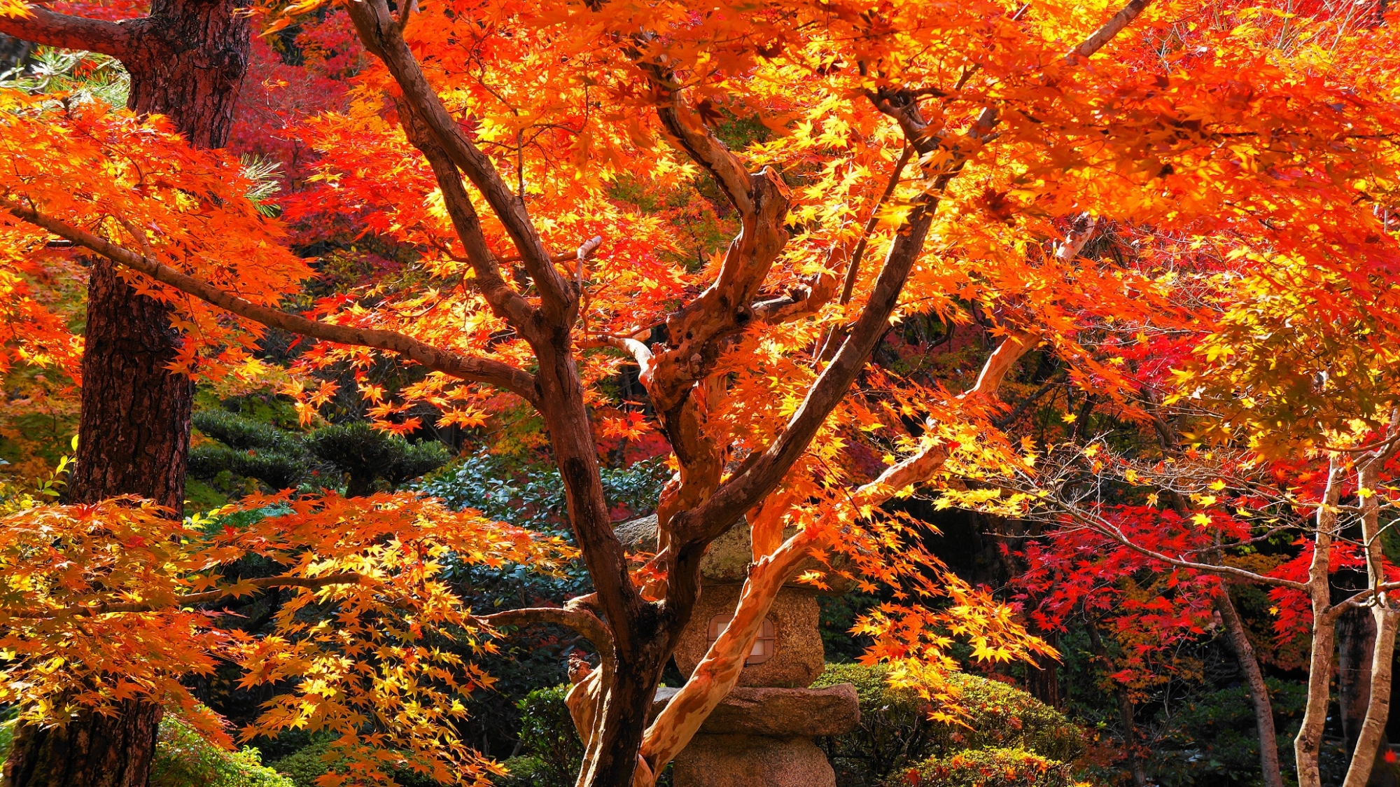 京都圓光寺の十牛之庭の綺麗な見ごろの紅葉