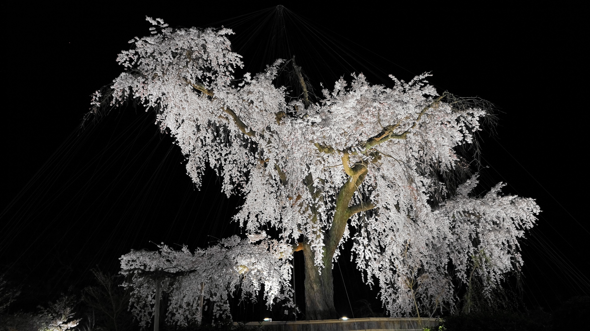 円山公園の祇園枝垂桜ライトアップ