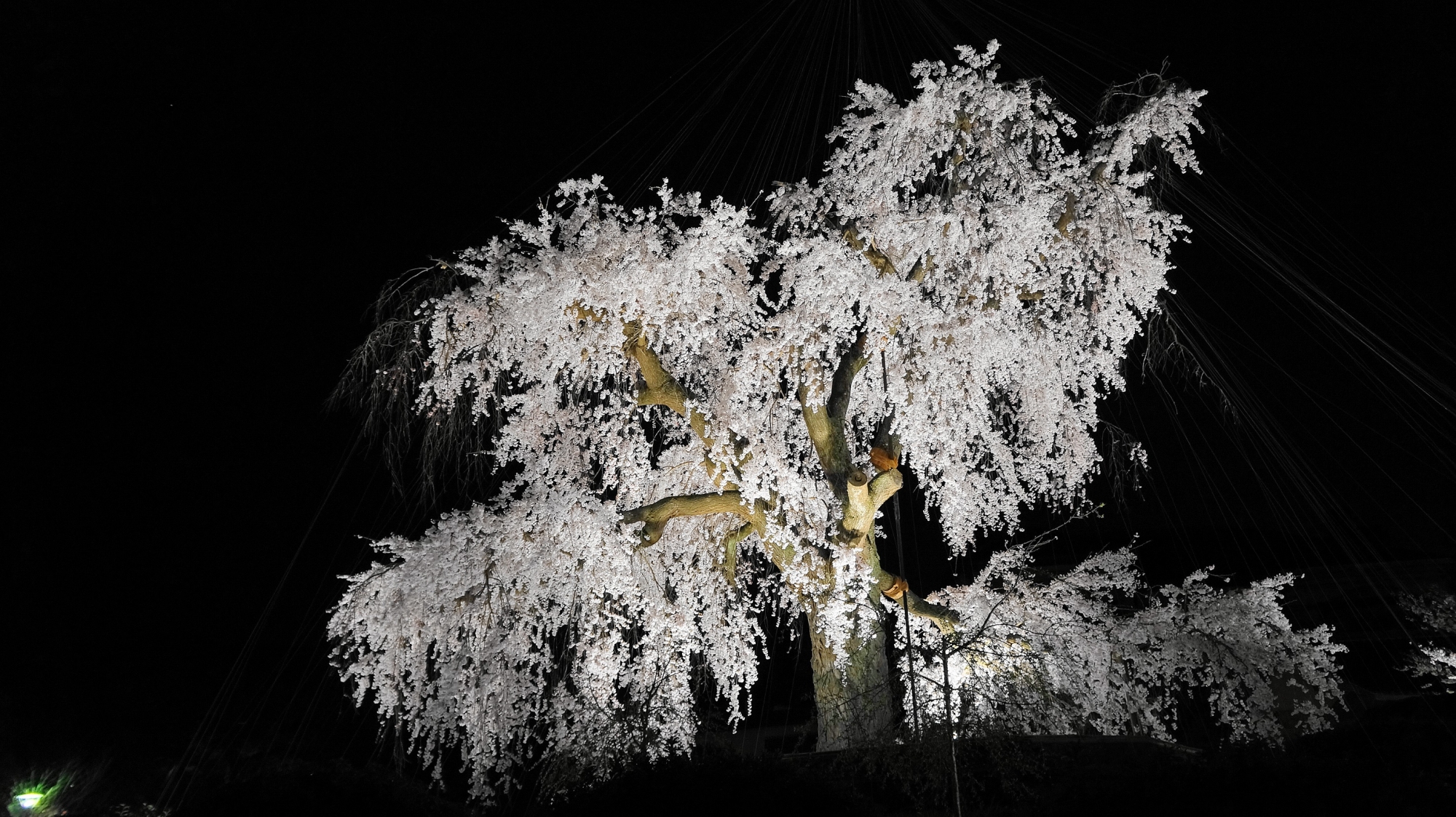 円山公園の祇園枝垂桜ライトアップ