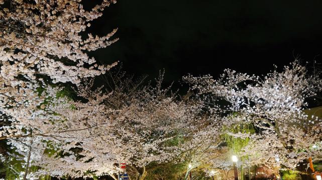 祇園白川 宵桜ライトアップ 幻想的 春