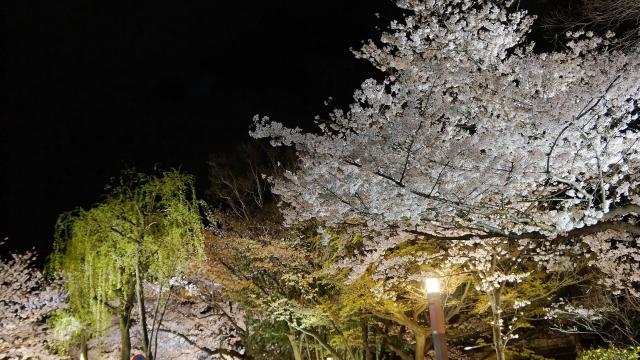 情緒ある祇園白川のライトアップされた桜と柳のコラボレーション