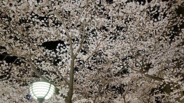 祇園白川の幻想的な夜桜の天井