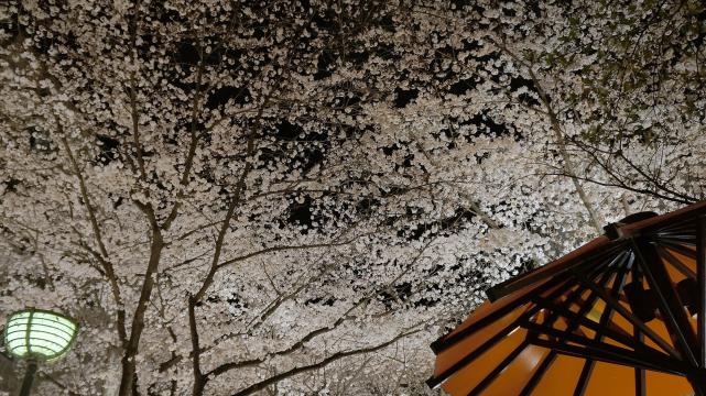 高画質 祇園白川 桜 ライトアップ 写真 幻想的 春