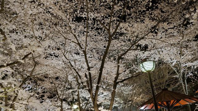 Gion Shirakawa Kyoto cherry blossoms light up spring ぎおんしらかわ 桜 ライトアップ 春