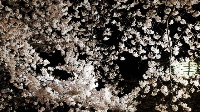 祇園白川の華やかな夜桜ライトアップ