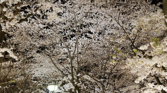 祇園白川の幻想的な満開の桜ライトアップ