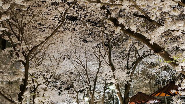情緒ある祇園白川の見事な桜ライトアップ