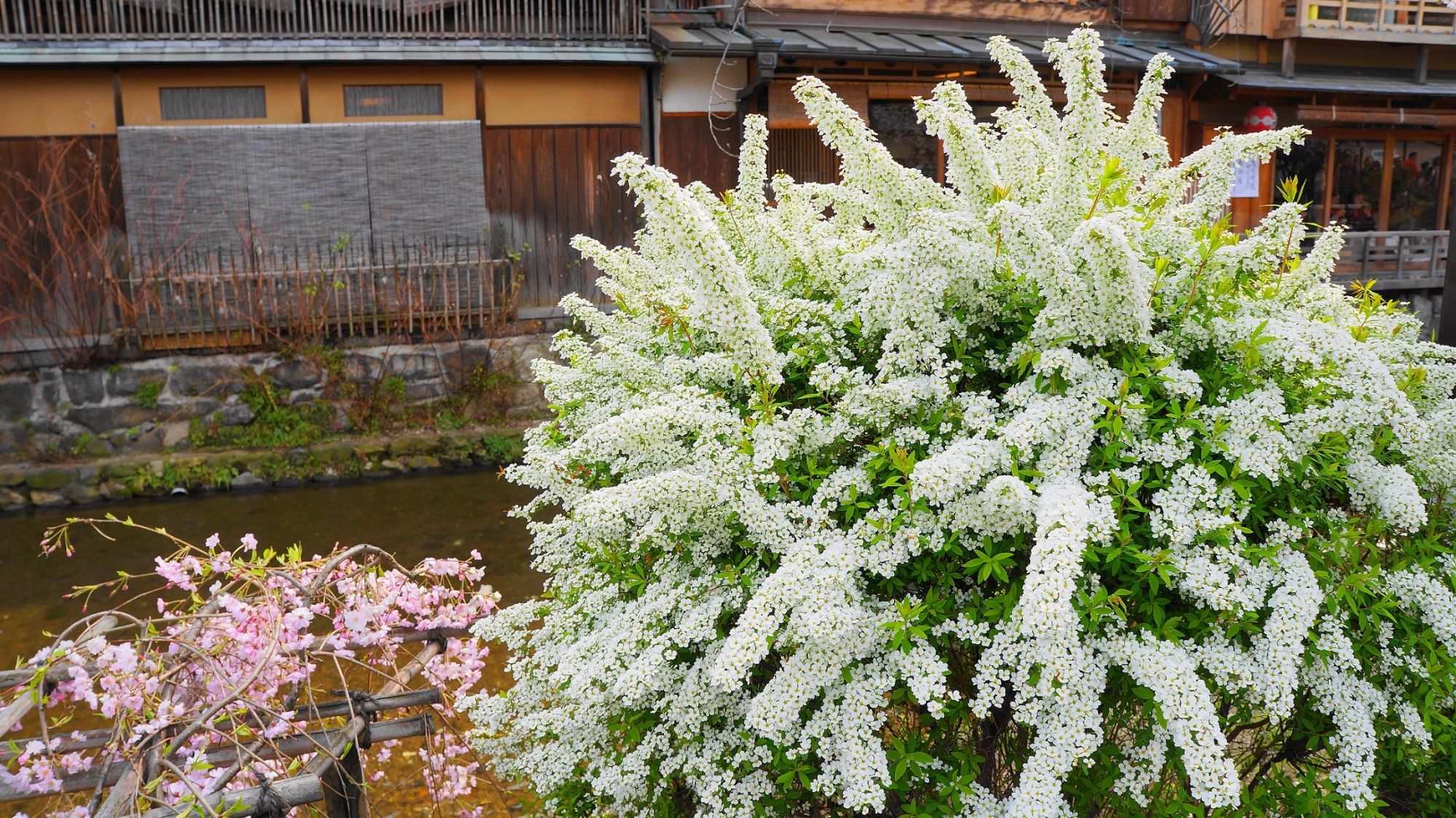 祇園白川の美しい雪柳