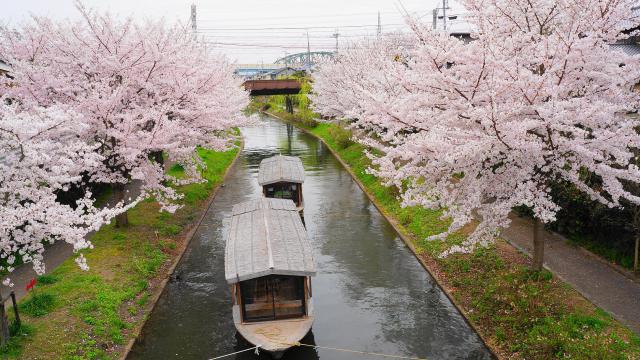 宇治川派流の十石舟と桜