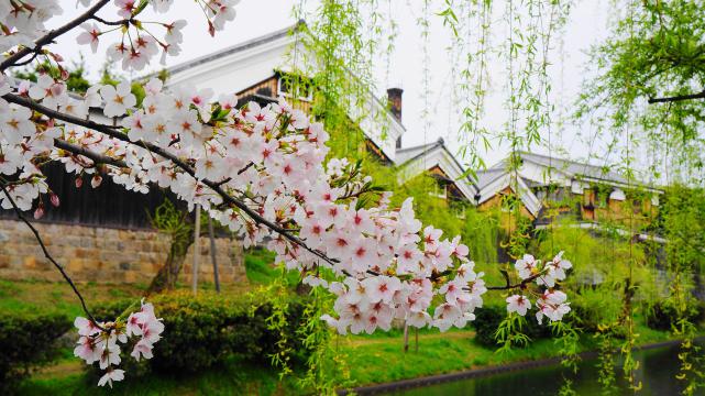大倉記念館前の桜