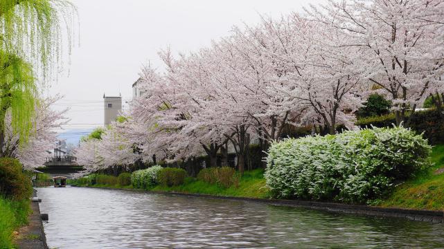 宇治川派流のであい橋の桜
