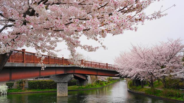 宇治川派流のであい橋の綺麗な桜