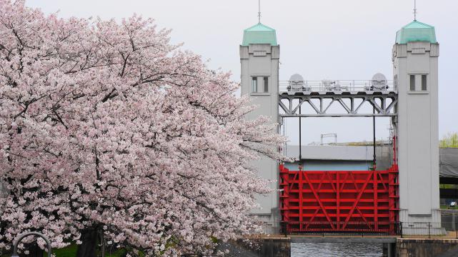 京都宇治川派流の三栖水門の美しい桜