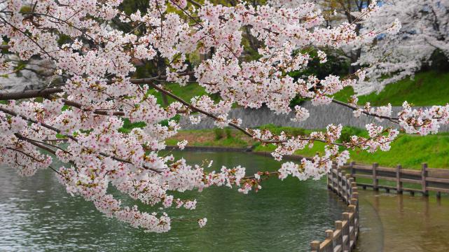 桜（であい橋付近）
