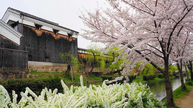 宇治川派流の華やかな桜と雪柳