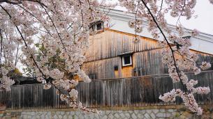 宇治川派流と桜