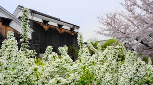 宇治川派流の桜と雪柳