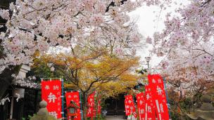 宇治川派流の長建寺の桜