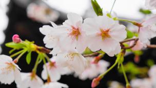 長建寺の風情ある桜