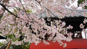 長建寺の綺麗な桜