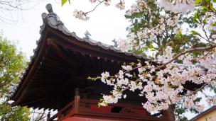 宇治川派流の長建寺の見事な桜
