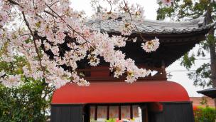 宇治川派流にある長建寺の桜