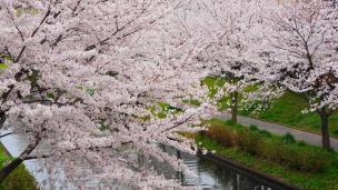 宇治川派流の桜（であい橋付近）