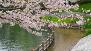 桜の隠れた名所の宇治川派流
