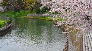 桜の穴場の宇治川派流