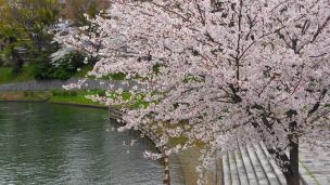 宇治川派流の華やかな桜（であい橋付近）