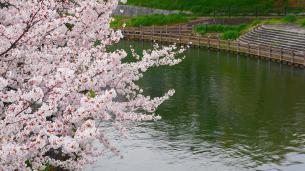 宇治川派流の見事な桜（であい橋付近）