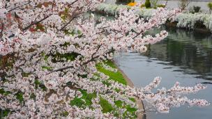 宇治川派流のであい橋の風情ある桜