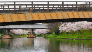 宇治川派流の伏見みなと橋の桜