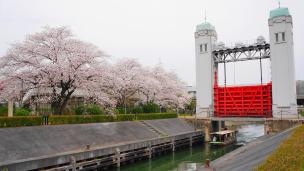 三栖水門の咲き誇る桜