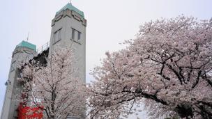 宇治川派流の三栖水門の桜
