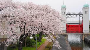 宇治川派流の三栖水門の見事な桜