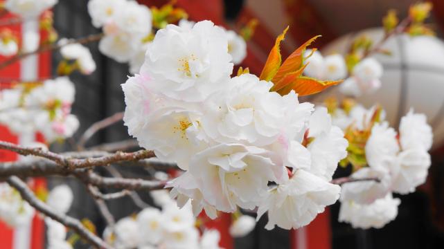 京都鞍馬寺の金堂横の満開の華やかな桜