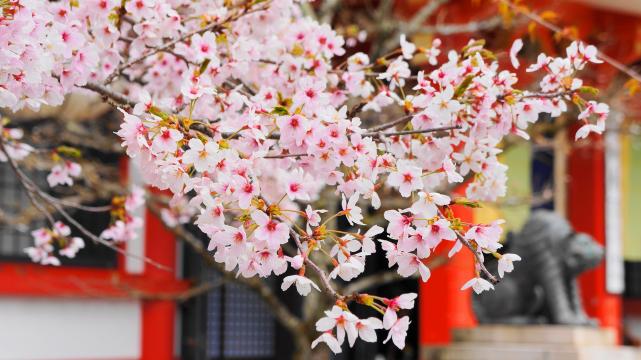 パワースポットの鞍馬寺の本堂前の満開の桜