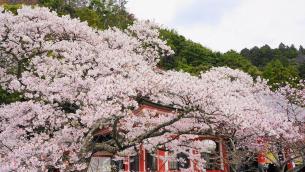鞍馬寺の金堂前の満開の桜 4月