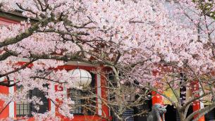 鞍馬寺の金堂前の見事な満開の桜