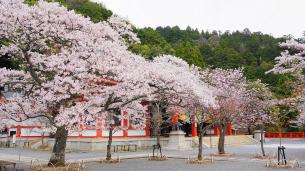 Kyoto Kurama-dera Temple cherry blossoms 満開 春 鞍馬寺 桜 本殿 金堂