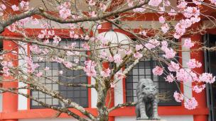 cherry blossoms Kuramadera-Temple Kyoto 満開 春 鞍馬寺 桜 本殿