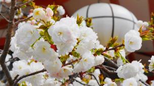 桜の名所の鞍馬寺の本殿横の満開の優美な里桜