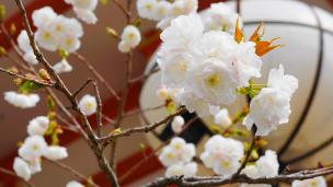 鞍馬寺の金堂横の満開の鮮やかな里桜