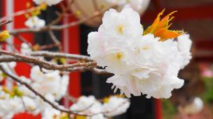 パワースポットの鞍馬寺の本殿前の満開の里桜