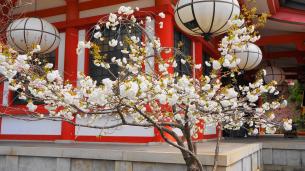 桜の名所の鞍馬寺の本殿前の満開の里桜
