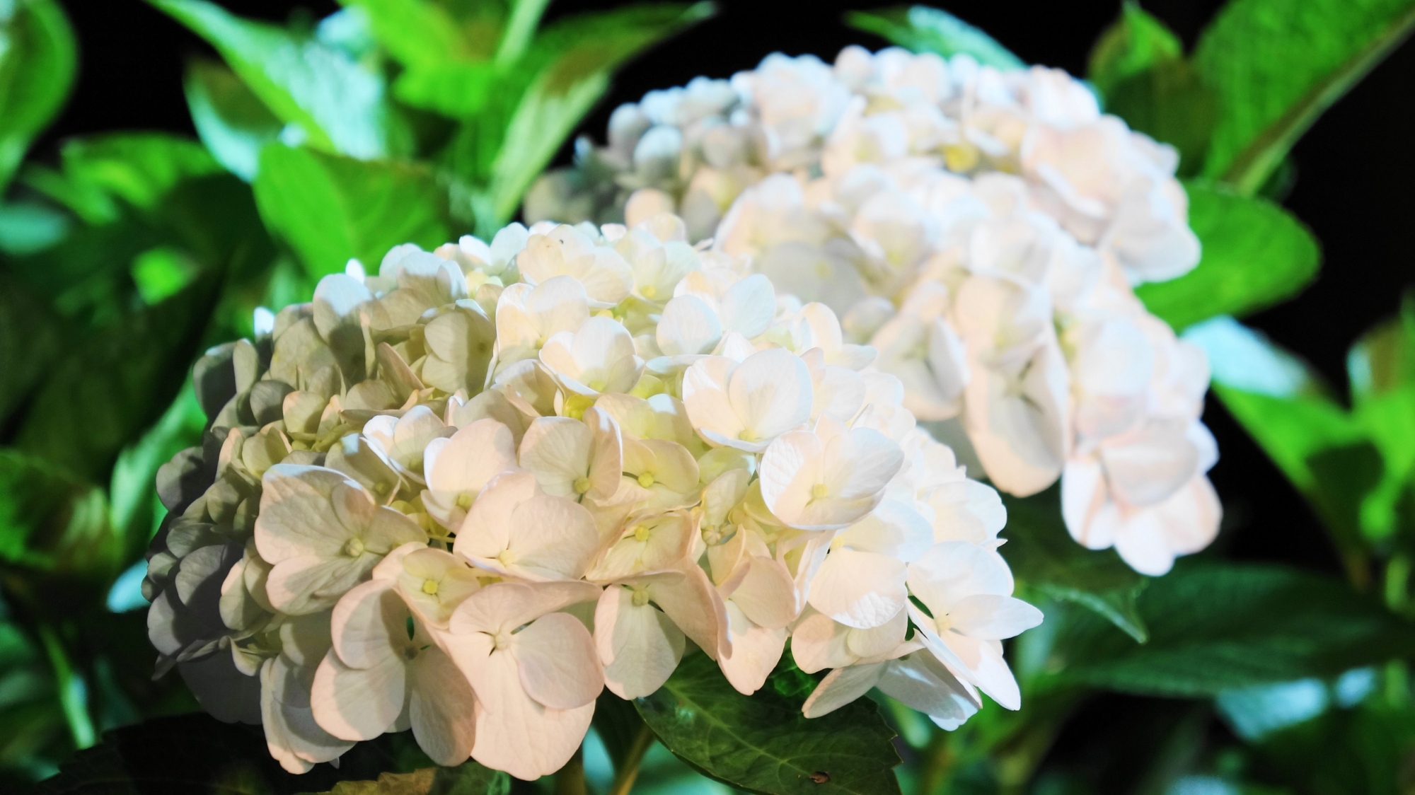 三室戸寺の元気いっぱいに咲き誇る輝く白い紫陽花