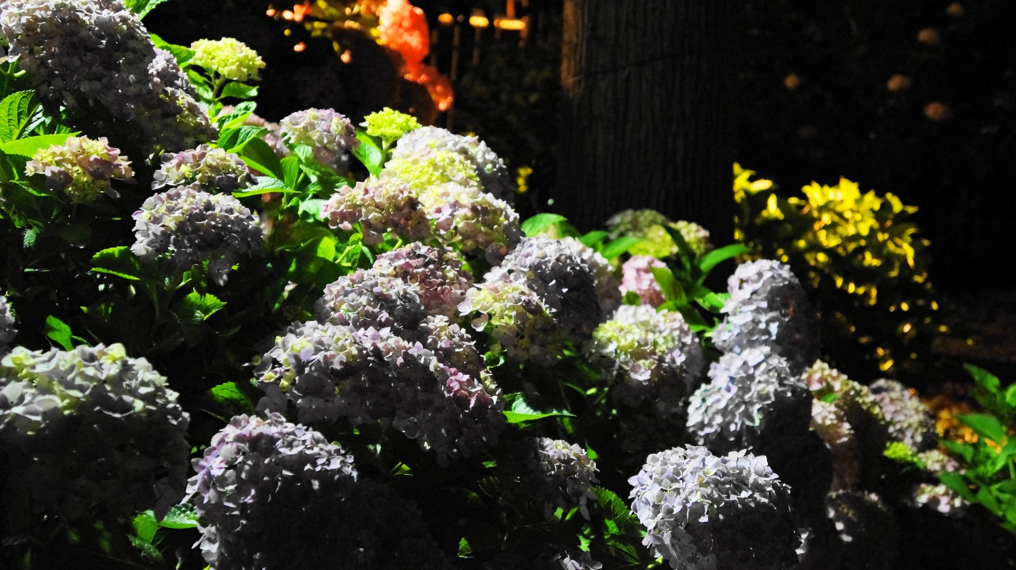 三室戸寺の夜の紫陽花を演出する光と影