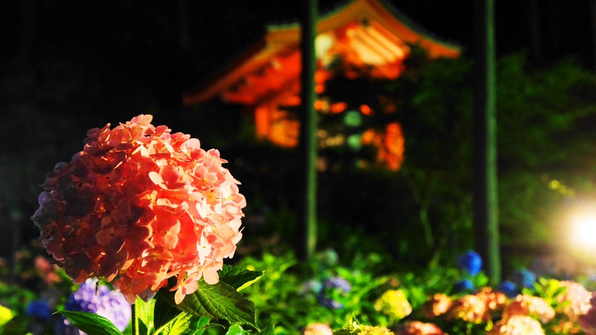 三室戸寺の山門を背景にした絵になるライトアップされた紫陽花