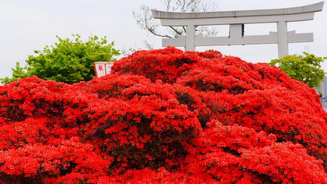 Red Kirishima azalea Kyoto Nagaoka-Tenmangu Shrine